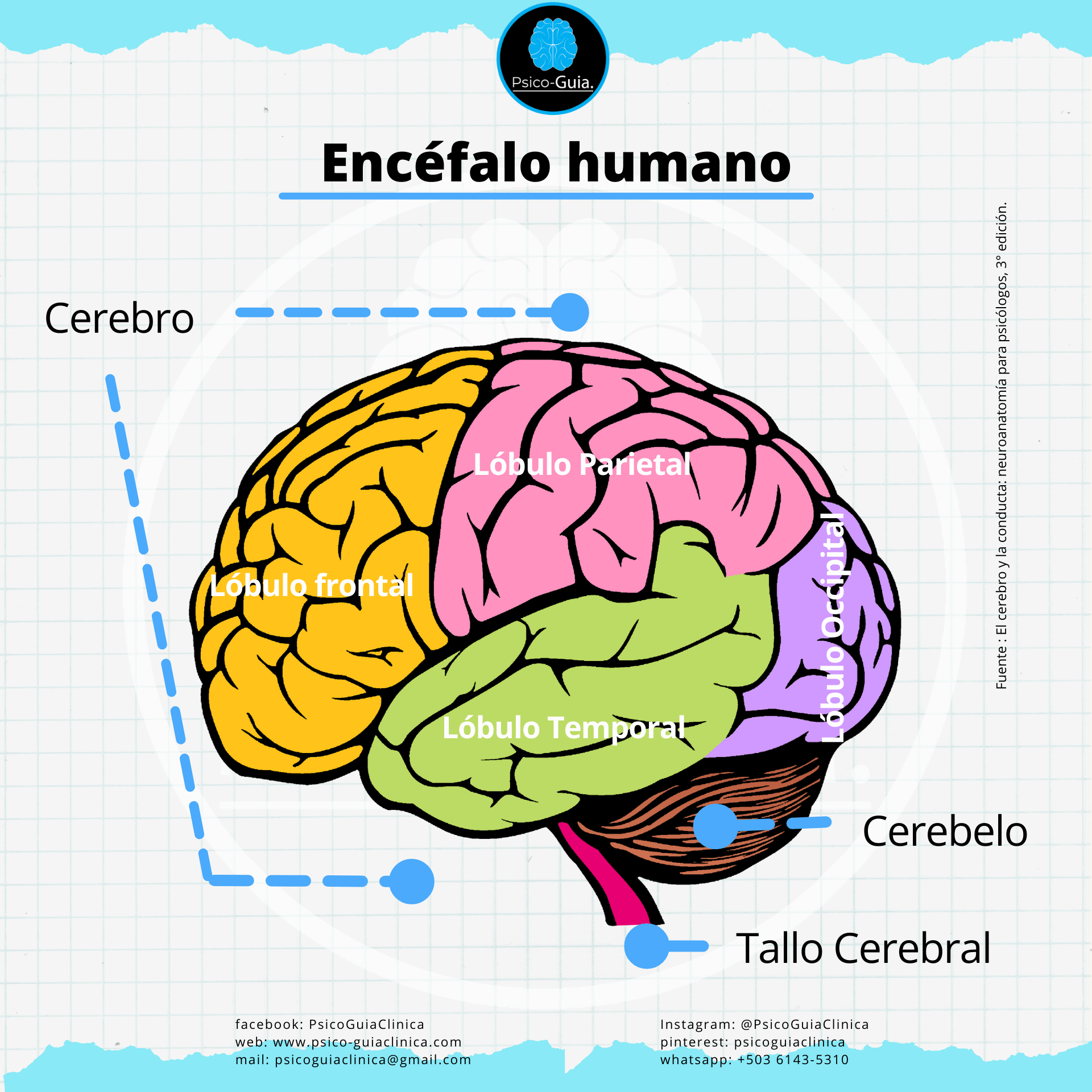 ¿Qué es el encéfalo? - Definición y estructuras - Psico-Guia